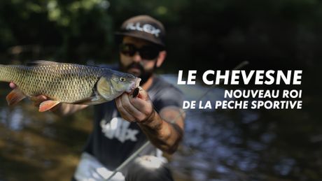 Le chevesne, nouveau roi de la pêche sportive