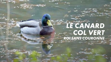 Le canard col vert, un oiseau roi sans couronne