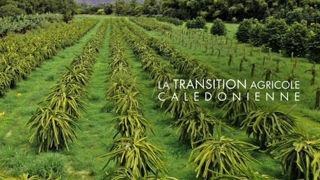 La transition agricole Calédonienne