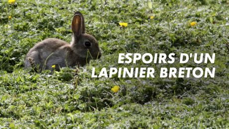 Espoirs d'un lapinier breton