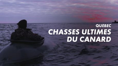 Québec, chasses ultimes du canard