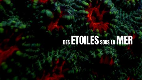 Des étoiles sous la mer