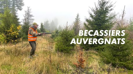Bécassiers auvergnats
