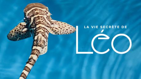 La vie secrète de Léo