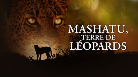 Mashatu, terre de léopards