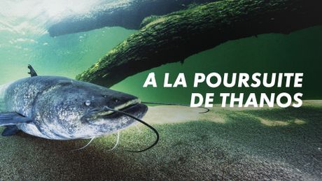 A la poursuite de Thanos