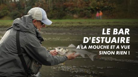 Le bar d'estuaire... À la mouche et à vue sinon rien !