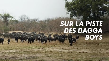 Sur la piste des Dagga Boys