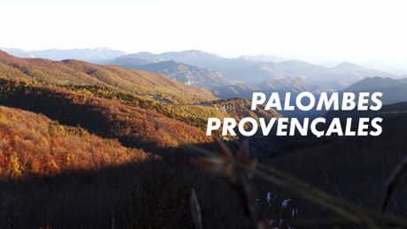 Palombes provençales