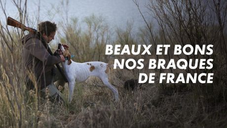 Beaux et bons, nos braques de France
