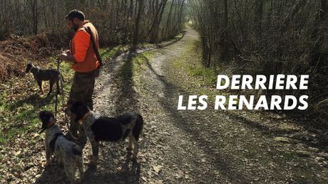 Derrière les renards