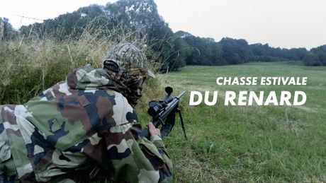 Chasse estivale du renard