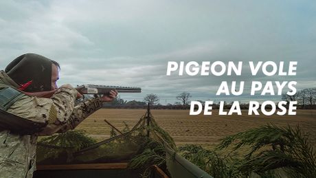 Pigeon vole... au pays de la rose
