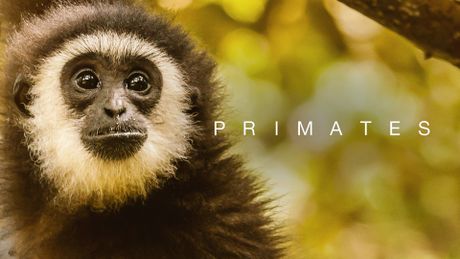 Primates