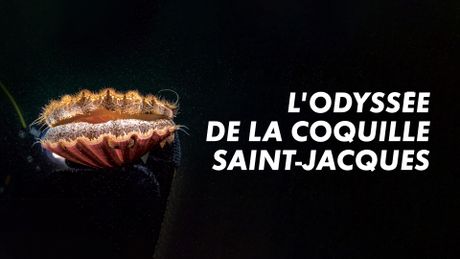 L'odyssée de la coquille Saint-Jacques