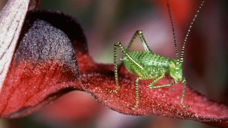 Microcosmos, le peuple de l'herbe - Trailer