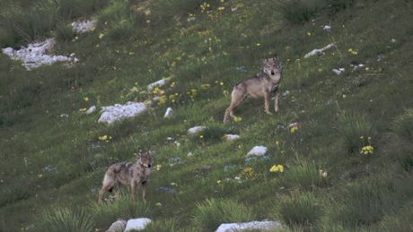 La vallée des loups - Trailer