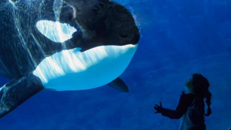 Blackfish 2 : le combat continue - Trailer