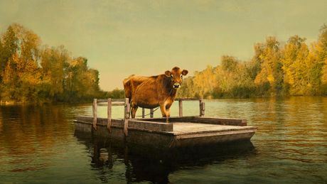 First Cow - Trailer