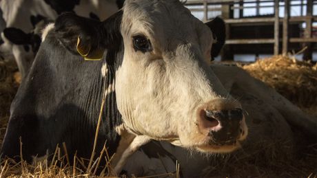 Cow - Trailer