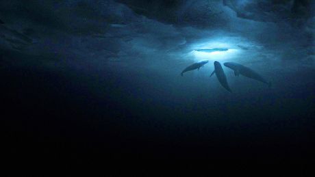 Miracle en Alaska - Trailer