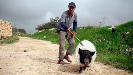 Le Cochon de Gaza - Trailer