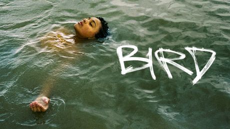 Bird - Trailer