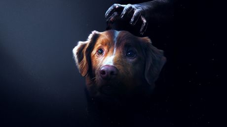 Good Boy - Trailer