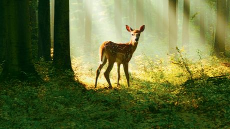 Bambi, l'histoire d'une vie dans les bois - Trailer