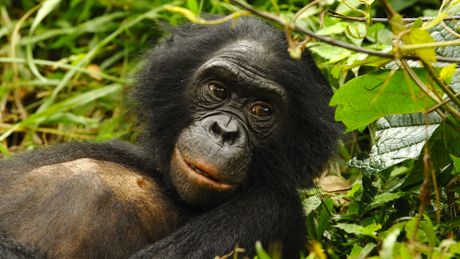 Bonobos - Trailer