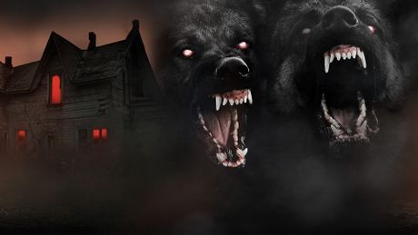 Les chiens - Trailer
