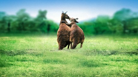 Les animaux amoureux - Trailer