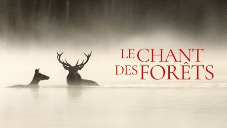 Le Chant des forêts - Trailer