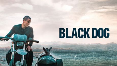 Black dog