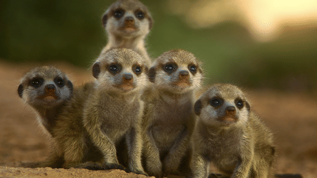Incroyables animaux : Saison 1