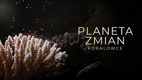 Planeta zmian: koralowce
