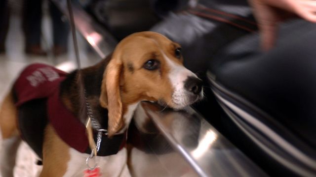 Douanes sous haute surveillance - Saison 11 — CStar 19:15