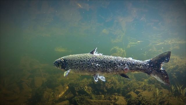 La crise du saumon en Norvège — Arte 13:00