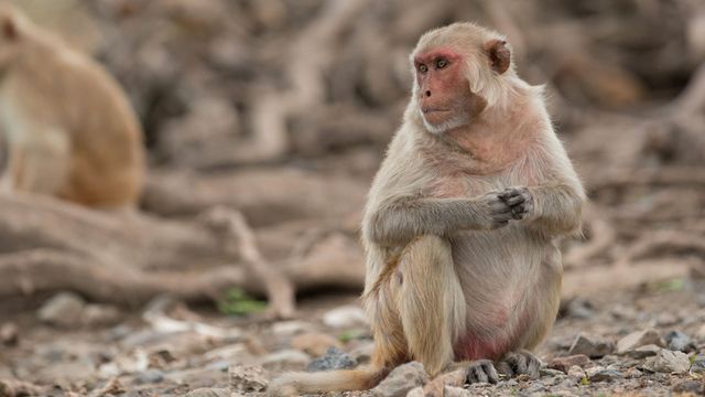 Les réseaux sociaux des animaux — Arte 15:50