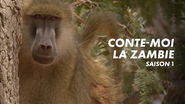 Conte-moi la Zambie