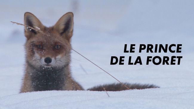 Le prince de la forêt