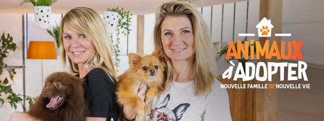 Animaux à adopter : nouvelle famille pour une nouvelle vie