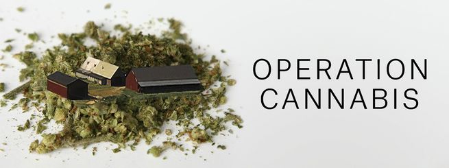 Opération Cannabis