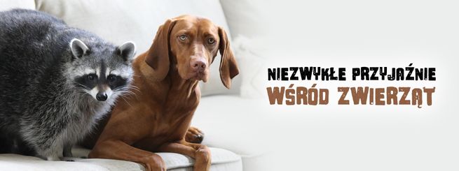 Niezwykłe przyjaźnie wśród zwierząt