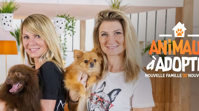 Animaux à adopter : nouvelle famille pour une nouvelle vie