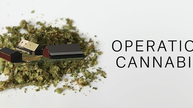 Opération Cannabis