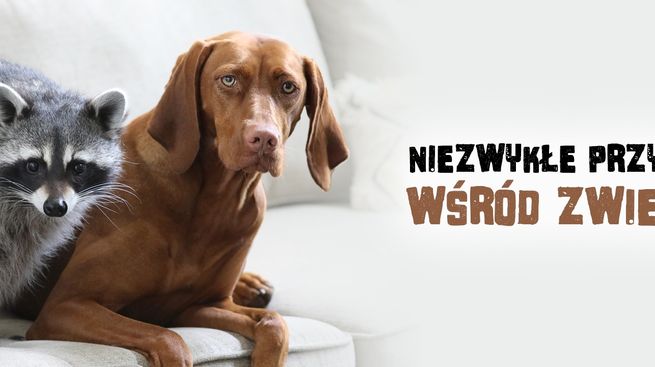 Niezwykłe przyjaźnie wśród zwierząt