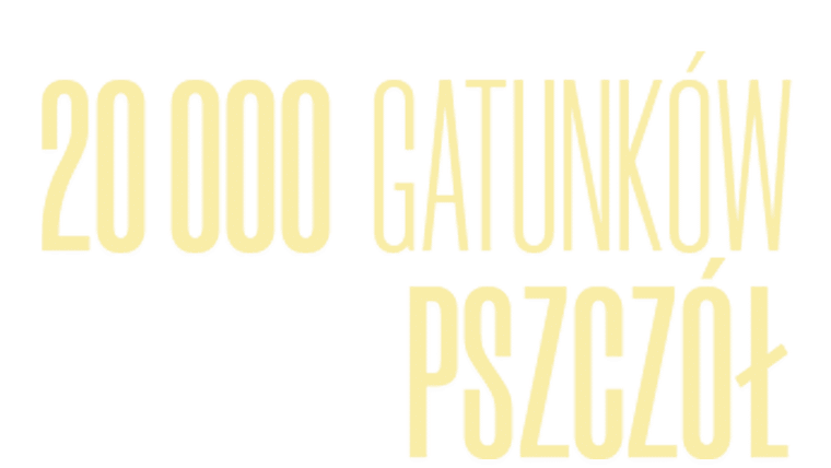20 000 gatunków pszczół