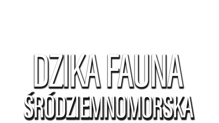 Dzika fauna śródziemnomorska