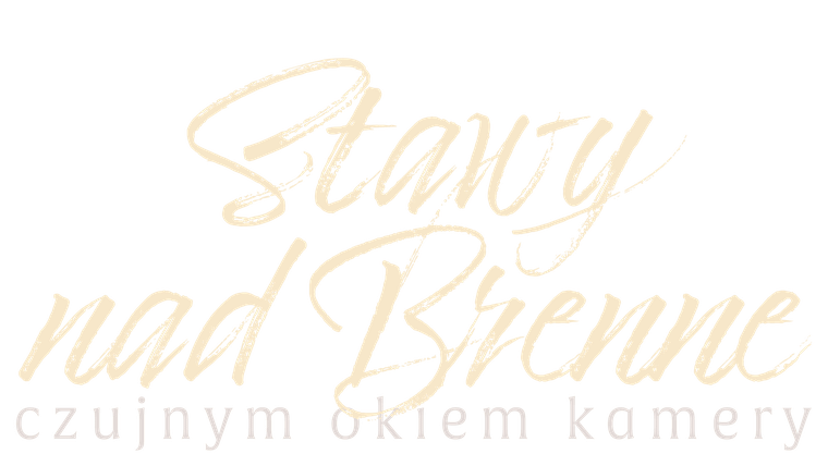 Stawy nad Brenne. Czujnym okiem kamery